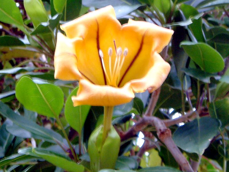 Golden cup